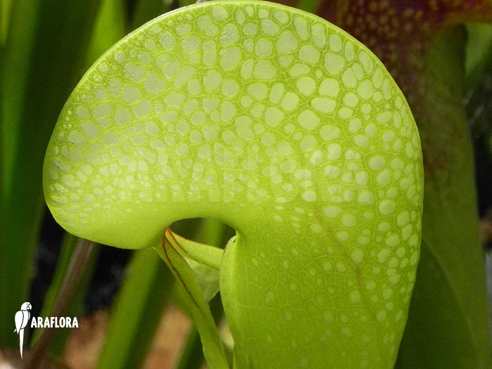 Darlingtonia Californica 'XXL' 4 Darlingtonia Californica 'XXL' - Image 4