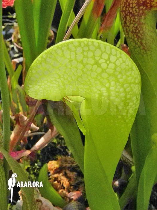 Darlingtonia Californica 'XXL' 5 Darlingtonia Californica 'XXL' - Image 5