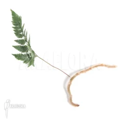 Species Of Foot Fern 'Davallia Bullata' -Green Haven Sales Store Davallia bullata 3