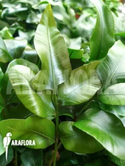 Species Of Foot Fern 'Davallia Pentaphylla'