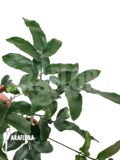 Species Of Foot Fern 'Davallia Pentaphylla' -Green Haven Sales Store Davallia pentaphylla 4