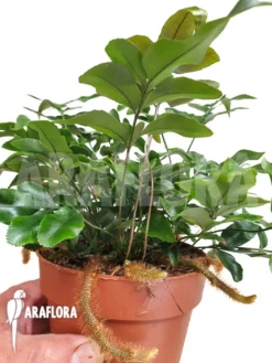 Species Of Foot Fern 'Davallia Pentaphylla' -Green Haven Sales Store Davallia pentaphylla 5