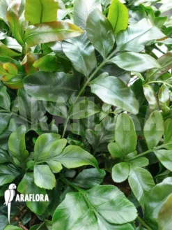 Species Of Foot Fern 'Davallia Pentaphylla' -Green Haven Sales Store Davallia pentaphylla 6
