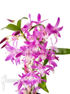 Orchid 'Dendrobium Rainbow Dance (Karenai X Unicum)' -Green Haven Sales Store Dendrobium Rainbow Dance 3