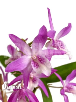 Orchid 'Dendrobium Rainbow Dance (Karenai X Unicum)' -Green Haven Sales Store Dendrobium Rainbow Dance 4
