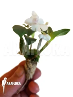 Orchid 'Dendrobium Aberrans' -Green Haven Sales Store Dendrobium aberans 1