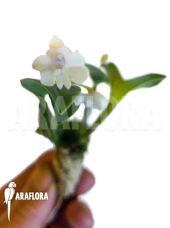 Orchid 'Dendrobium Aberrans' -Green Haven Sales Store Dendrobium aberans 2