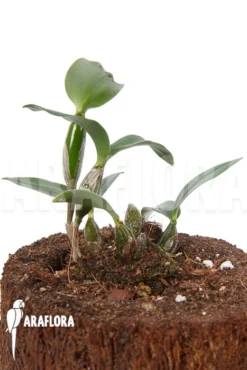 Orchid 'Dendrobium Aberrans'