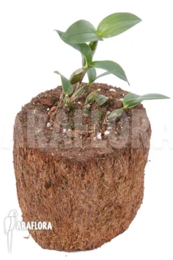 Orchid 'Dendrobium Aberrans' -Green Haven Sales Store Dendrobium aberrans 3