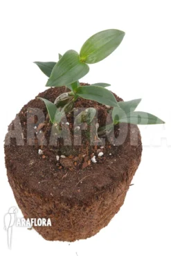 Orchid 'Dendrobium Aberrans' -Green Haven Sales Store Dendrobium aberrans 4