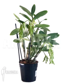 Orchid 'Dendrobium Amethystoglossum' 5 Orchid 'Dendrobium Amethystoglossum' -Green Haven Sales Store Dendrobium amethystoglossum 2