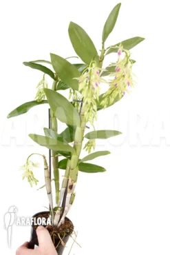 Orchid 'Dendrobium Amethystoglossum' 4 Orchid 'Dendrobium Amethystoglossum' -Green Haven Sales Store Dendrobium amethystoglossum 3