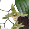 Orchid 'Dendrobium Catenatum'
