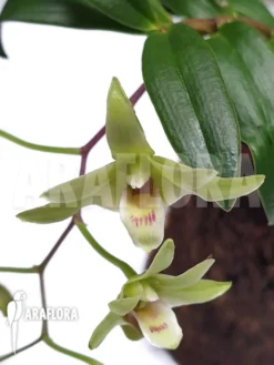 Orchid 'Dendrobium Catenatum'
