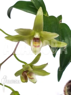 Orchid 'Dendrobium Catenatum' -Green Haven Sales Store Dendrobium catenatum 3