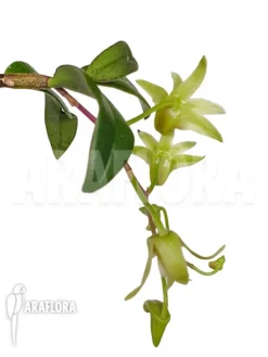 Orchid 'Dendrobium Catenatum' -Green Haven Sales Store Dendrobium catenatum 4