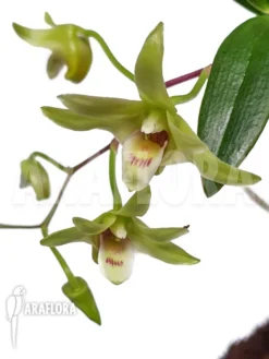 Orchid 'Dendrobium Catenatum' -Green Haven Sales Store Dendrobium catenatum 6