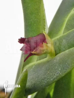 Orchid 'Dendrobium Cultratum' -Green Haven Sales Store Dendrobium cultratum 3