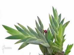 Orchid 'Dendrobium Cultratum' -Green Haven Sales Store Dendrobium cultratum 4