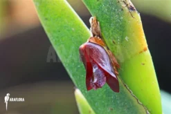 Orchid 'Dendrobium Cultratum' -Green Haven Sales Store Dendrobium cultratum 5
