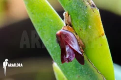 Orchid 'Dendrobium Cultratum' Starter