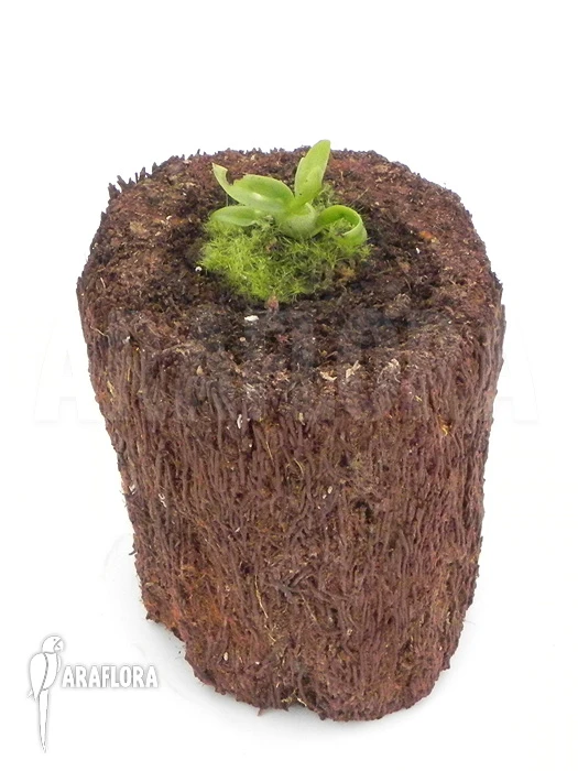 Orchid 'Dendrobium Delacourii' 2 Orchid 'Dendrobium Delacourii' - Image 2