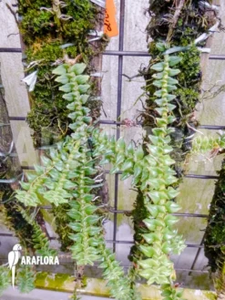 Orchid 'Dendrobium Dichaeoides' -Green Haven Sales Store Dendrobium dichaeoides 2