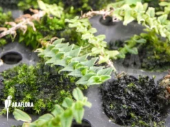 Orchid 'Dendrobium Dichaeoides' -Green Haven Sales Store Dendrobium dichaeoides 5