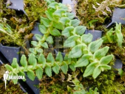 Orchid 'Dendrobium Dichaeoides' -Green Haven Sales Store Dendrobium dichaeoides Starter 3