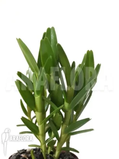 Orchid 'Dendrobium Erectifolium'