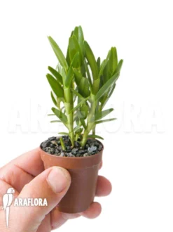 Orchid 'Dendrobium Erectifolium' -Green Haven Sales Store Dendrobium erectifolium 2