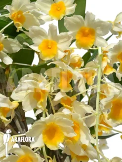 Orchid 'Dendrobium Griffithianum X Farmeri' -Green Haven Sales Store Dendrobium griffithianum x farmeri 3