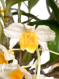 Orchid 'Dendrobium Griffithianum X Farmeri' -Green Haven Sales Store Dendrobium griffithianum x farmeri 4