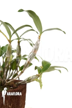 Orchid 'Dendrobium Griffithianum X Farmeri' -Green Haven Sales Store Dendrobium griffithianum x farmeri 5