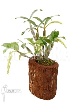 Orchid 'Dendrobium Griffithianum X Farmeri' -Green Haven Sales Store Dendrobium griffithianum x farmeri 6