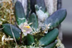 Orchid 'Dendrobium Lichenastrum' -Green Haven Sales Store Dendrobium lichenastrum 2