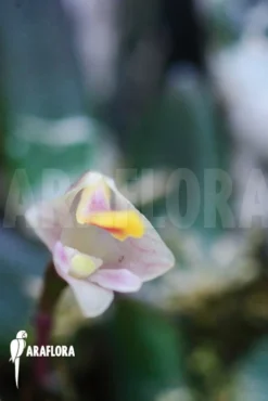 Orchid 'Dendrobium Lichenastrum' -Green Haven Sales Store Dendrobium lichenastrum 3