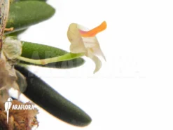 Orchid 'Dendrobium Lichenastrum' -Green Haven Sales Store Dendrobium lichenastrum flower 5