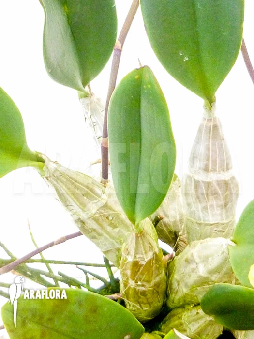 Orchid 'Dendrobium Lindleyi 'Aggregatum' Starter 2 Orchid 'Dendrobium Lindleyi 'Aggregatum' Starter - Image 2