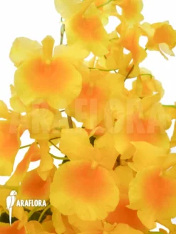 Orchid 'Dendrobium Lindleyi 'Aggregatum' Starter 10 Orchid 'Dendrobium Lindleyi 'Aggregatum' Starter -Green Haven Sales Store Dendrobium lindleyi Aggregatum 11