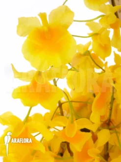 Orchid 'Dendrobium Lindleyi 'Aggregatum' Starter 9 Orchid 'Dendrobium Lindleyi 'Aggregatum' Starter -Green Haven Sales Store Dendrobium lindleyi Aggregatum 12