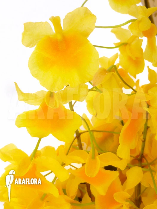 Orchid 'Dendrobium Lindleyi 'Aggregatum' Starter 4 Orchid 'Dendrobium Lindleyi 'Aggregatum' Starter - Image 4