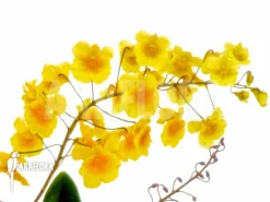 Orchid 'Dendrobium Lindleyi 'Aggregatum' -Green Haven Sales Store Dendrobium lindleyi Aggregatum 4