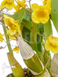 Orchid 'Dendrobium Lindleyi 'Aggregatum' -Green Haven Sales Store Dendrobium lindleyi Aggregatum 5