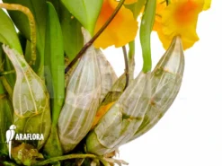 Orchid 'Dendrobium Lindleyi 'Aggregatum' -Green Haven Sales Store Dendrobium lindleyi Aggregatum 6