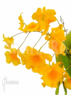 Orchid 'Dendrobium Lindleyi 'Aggregatum' Starter