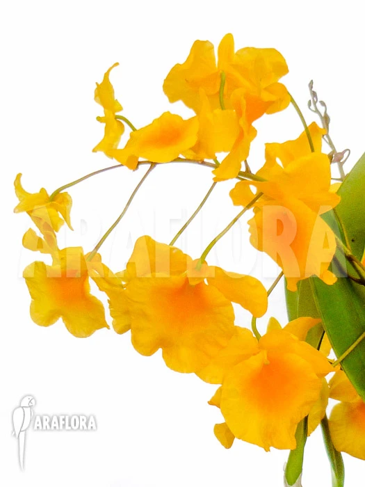 Orchid 'Dendrobium Lindleyi 'Aggregatum' Starter 1 Orchid 'Dendrobium Lindleyi 'Aggregatum' Starter