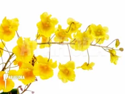 Orchid 'Dendrobium Lindleyi 'Aggregatum' Starter 11 Orchid 'Dendrobium Lindleyi 'Aggregatum' Starter -Green Haven Sales Store Dendrobium lindleyi Aggregatum 8