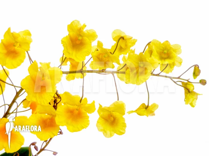 Orchid 'Dendrobium Lindleyi 'Aggregatum' Starter 6 Orchid 'Dendrobium Lindleyi 'Aggregatum' Starter - Image 6