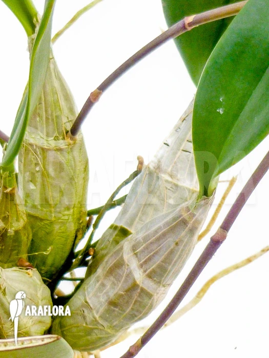 Orchid 'Dendrobium Lindleyi 'Aggregatum' Starter 3 Orchid 'Dendrobium Lindleyi 'Aggregatum' Starter - Image 3